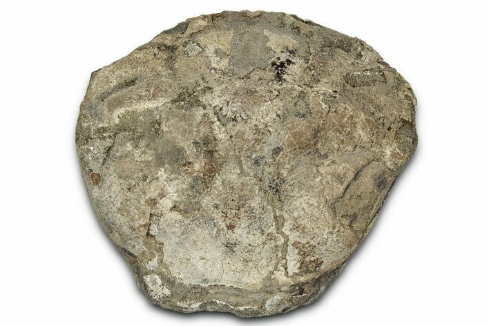 Eocene Fossil Crab (Pulalius) Cephalothorax - Washington State #345522